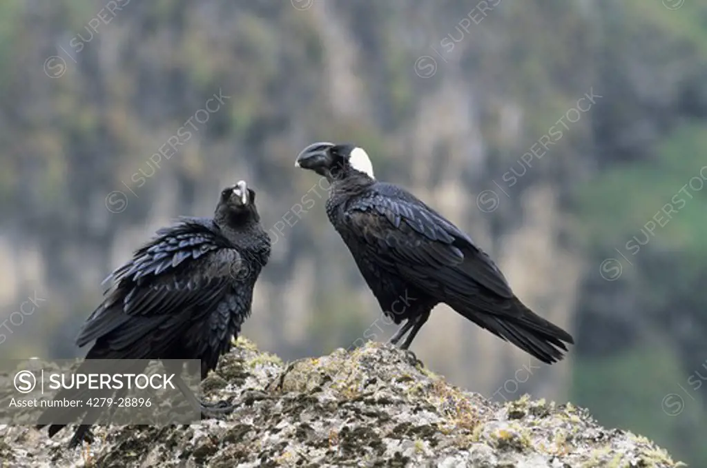 two thick-billed ravens, Corvus crassirostris