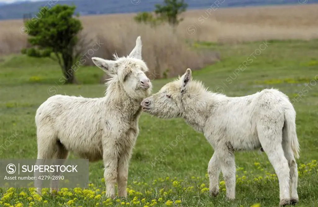 two white burros, donkey
