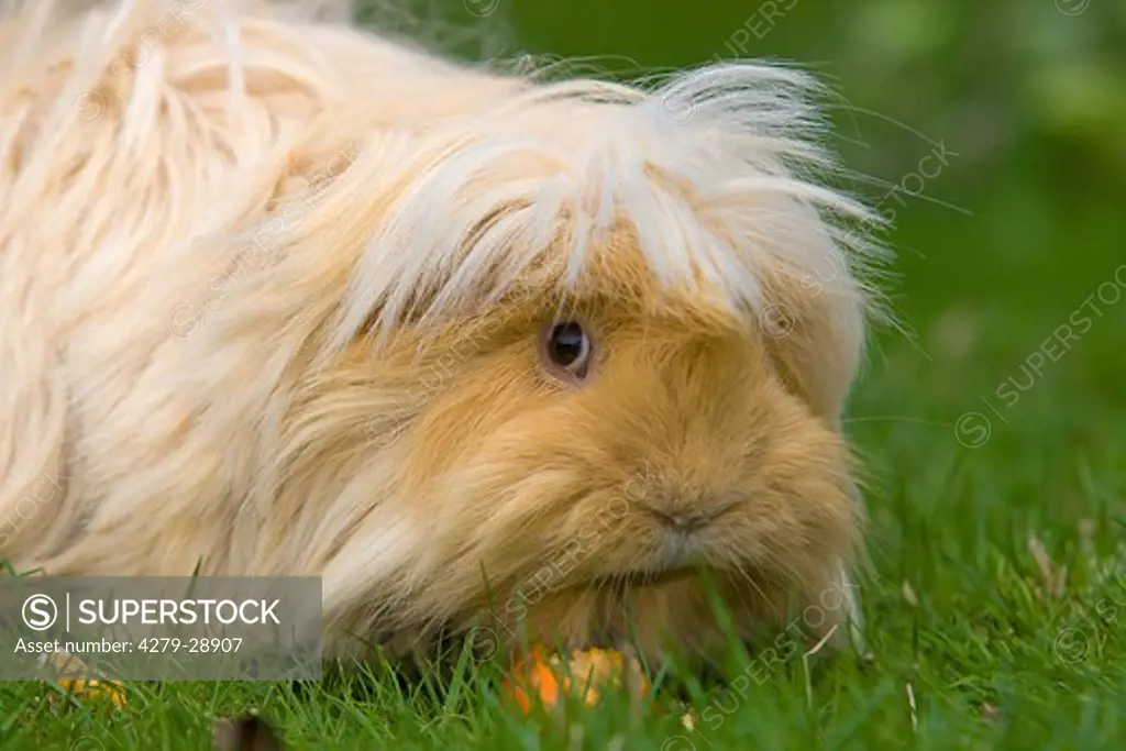 long-haired guinea pig on meadow