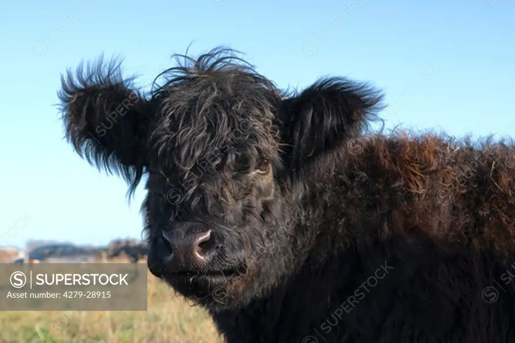 Galloway cattle - portrait