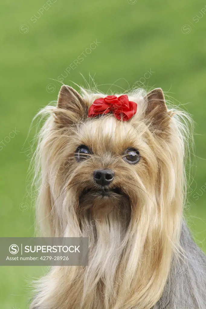 Yorkshire Terrier dog - portrait