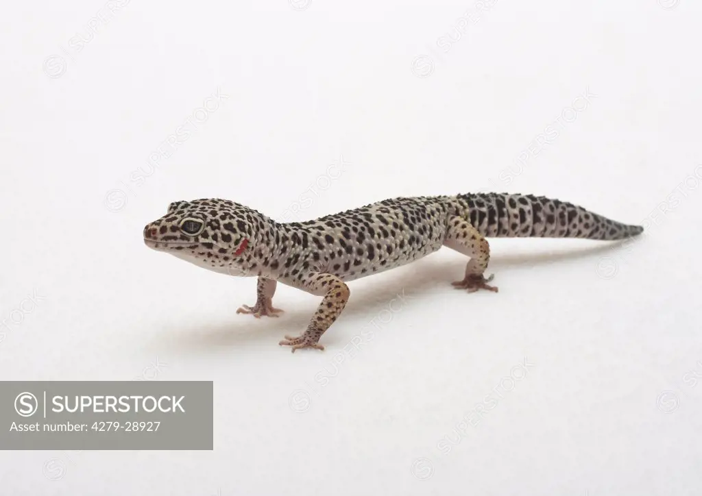 Leopard Gecko - cutout, Eublepharis macularius