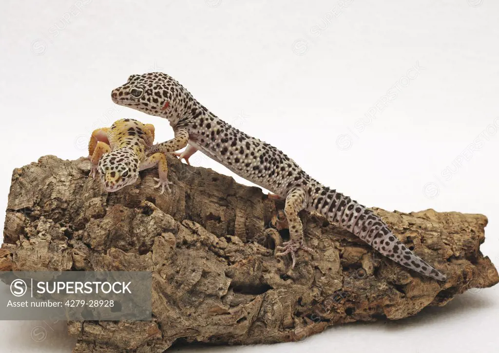 two Leopard Geckos, Eublepharis macularius