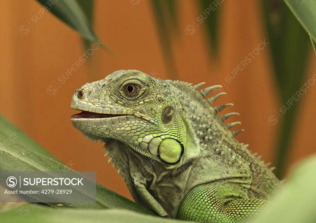 Green Iguana - portrait, Iguana iguana