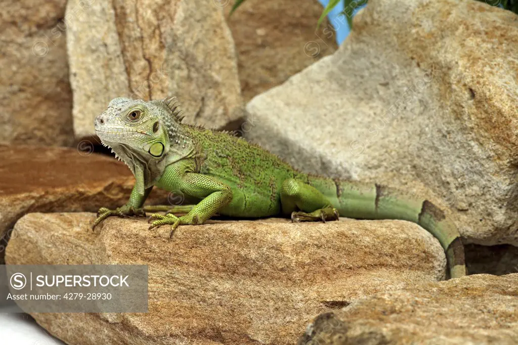 Green Iguana on rocks, Iguana iguana
