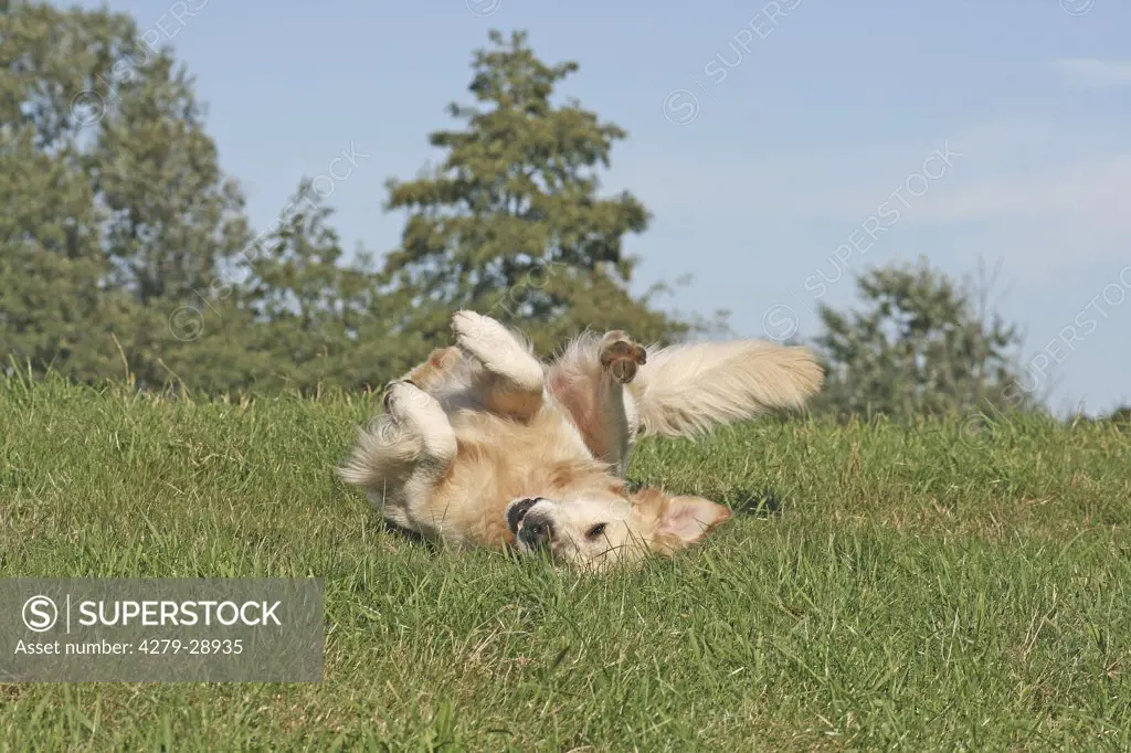 Golden Retriever dog on meadow