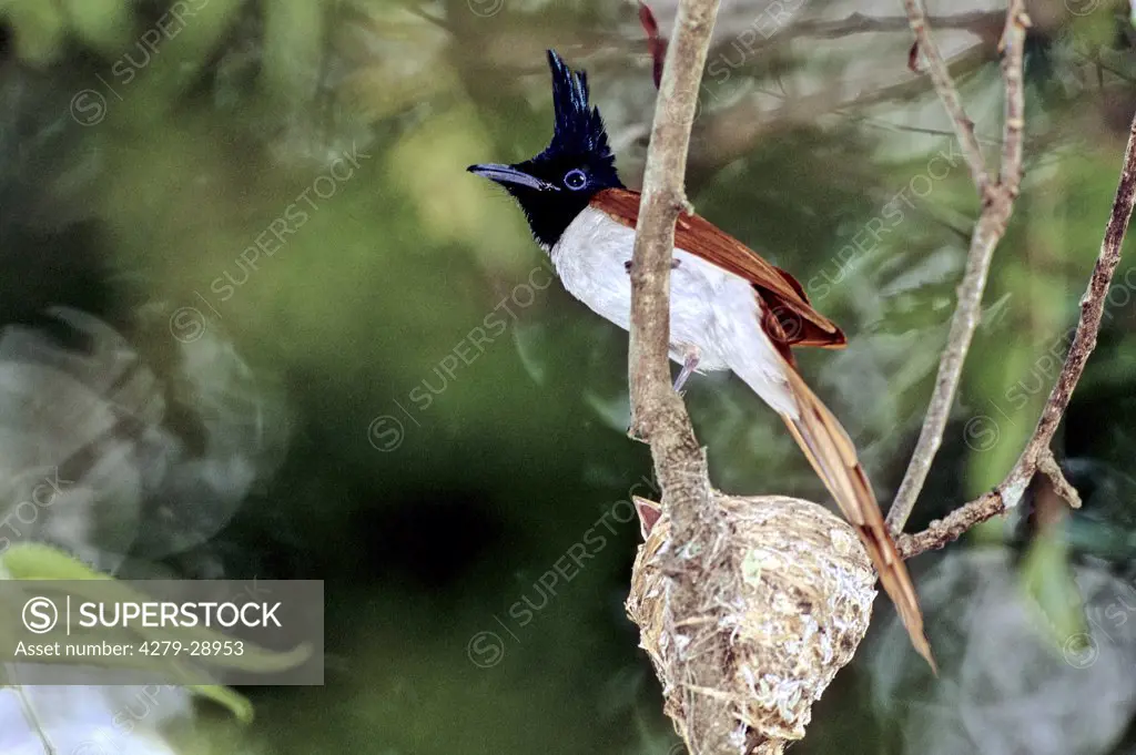 Asian Paradise-flycatcher at the nest, Terpsiphone paradisi