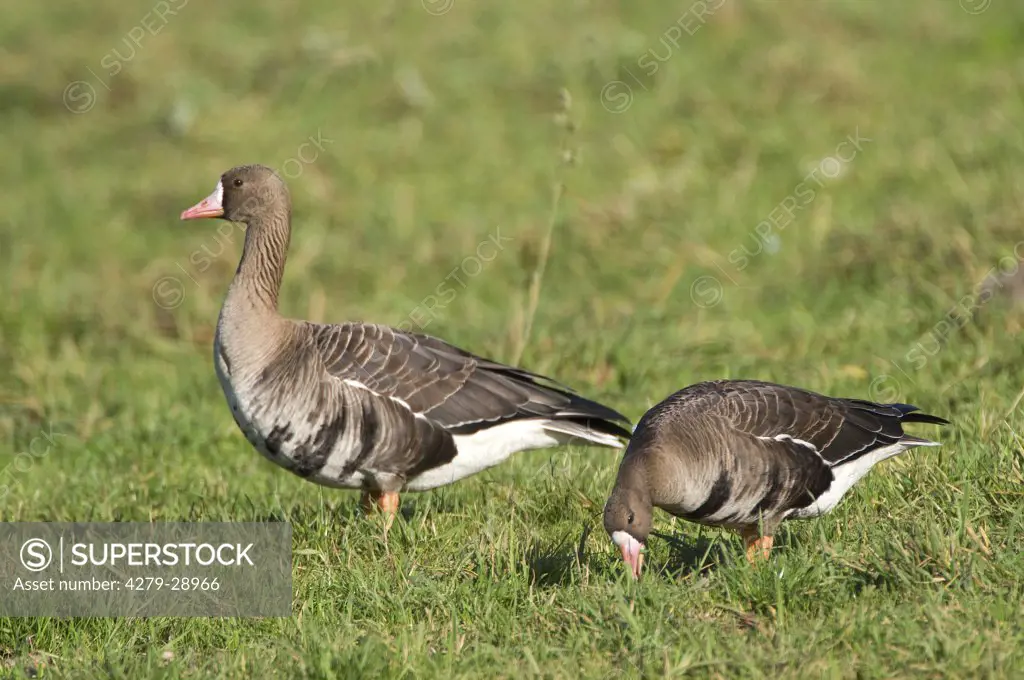 two Greater White-fronted geese - on meadow