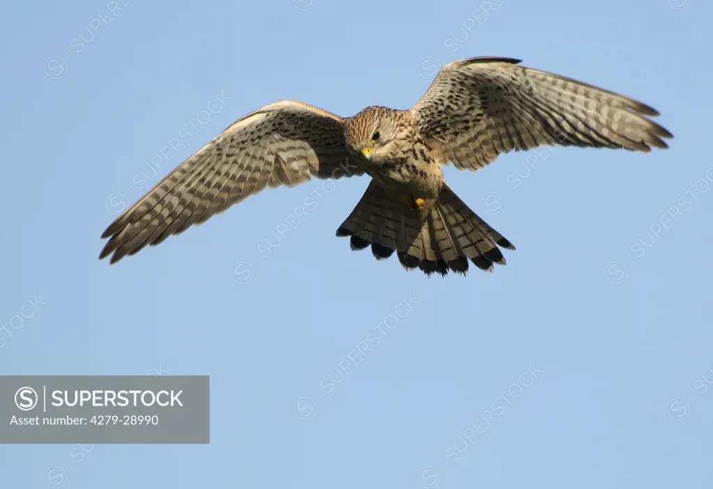 Common kestrel - flying, Falco Tinnunculus