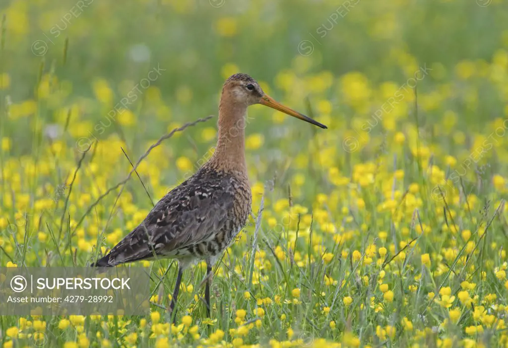 Black-tailed Godwit - on meadow, Limosa limosa
