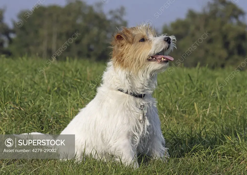 Parson Jack-Russell Terrier dog on meadow