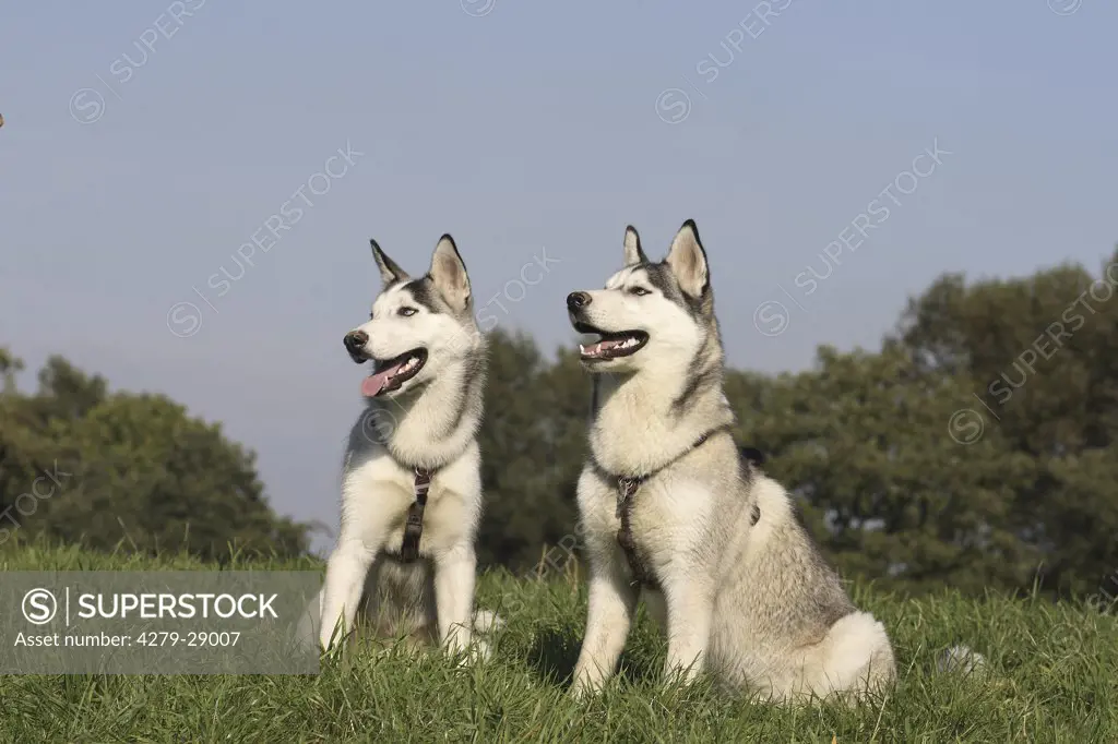 two Siberian Husky dogs on meadow
