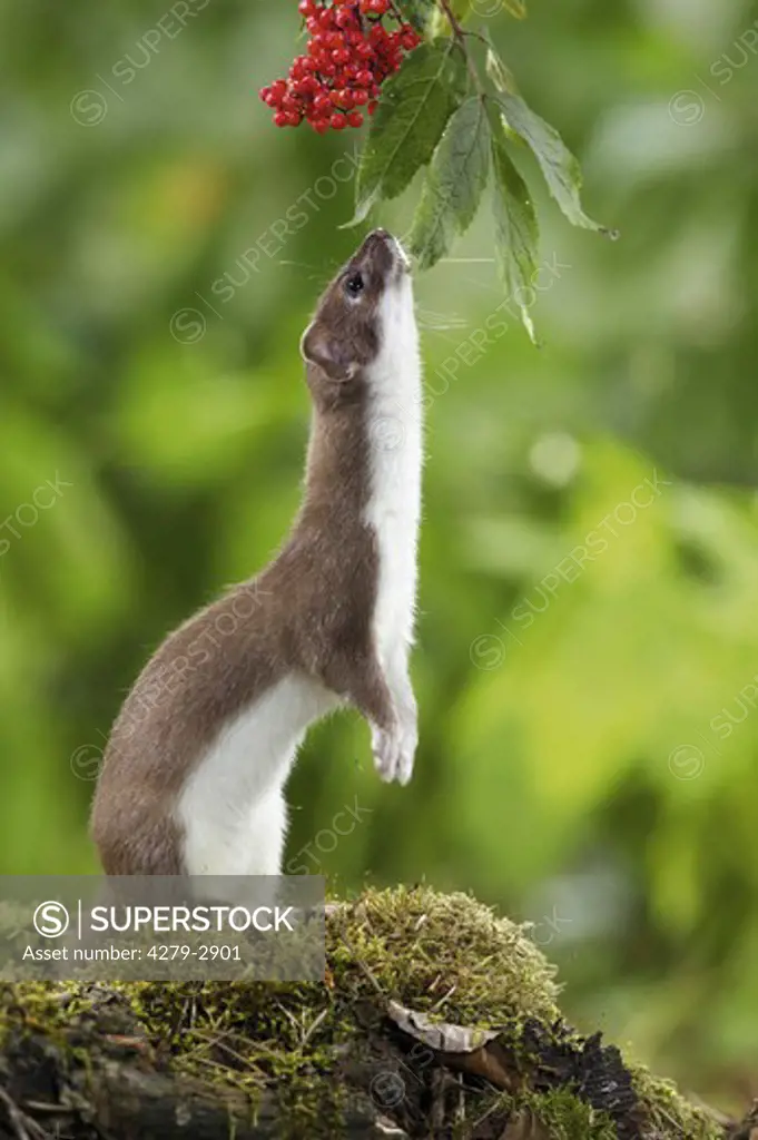 ermine, stoat sniffing on berries, Mustela erminea