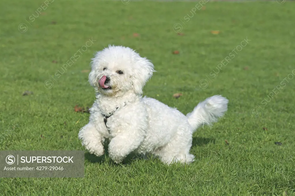 Bichon a poil frisíˆ dog on meadow