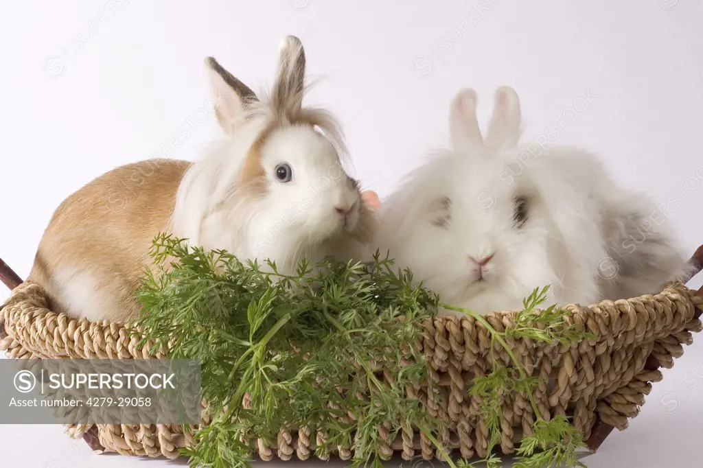 two lion-headed dwarf rabbits in basket