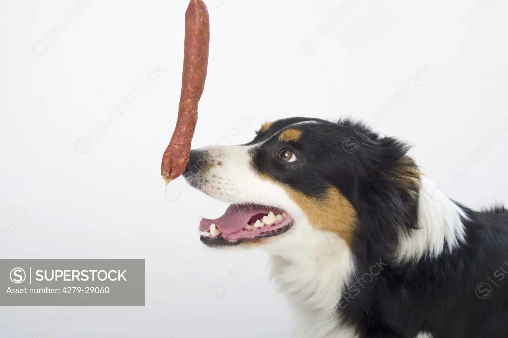 Border Collie dog with sausage