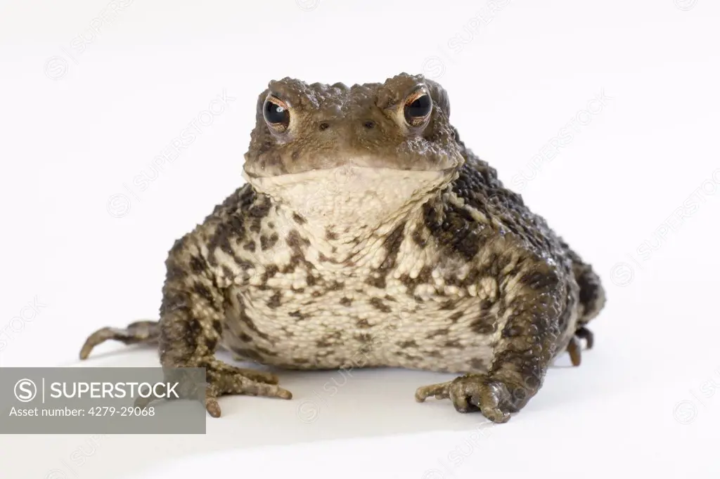 Common toad - cut out, Bufo bufo