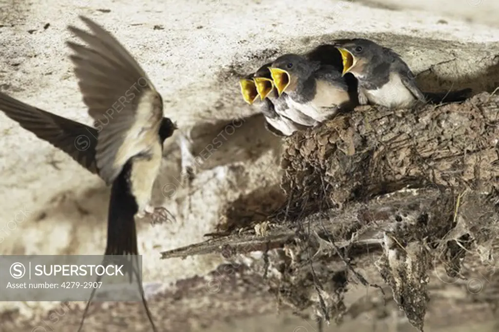 Swallow bringing food to chicken in nest, Hirundo rustica