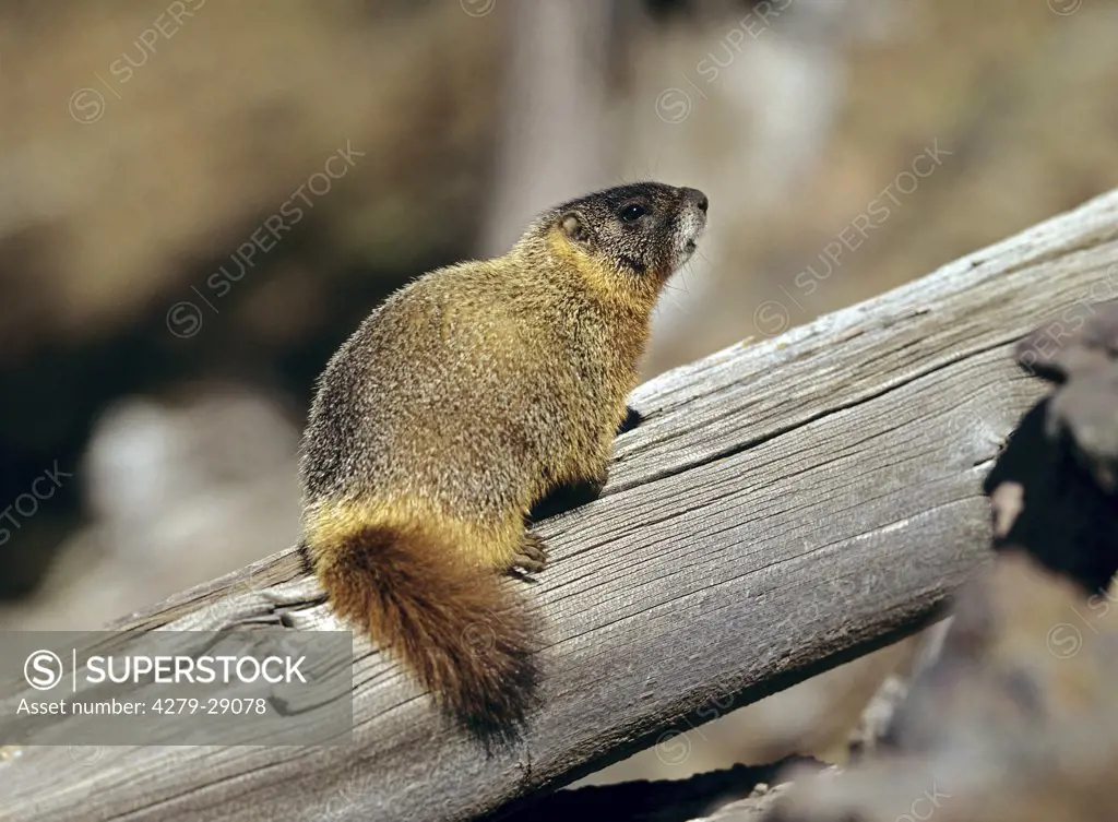 Yellow-bellied Marmot on wooden beam, Marmota flaviventris