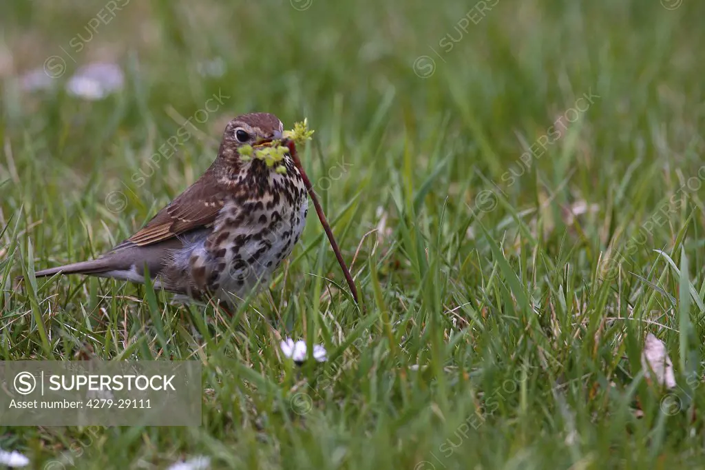 Song thrush with earthworm, Turdus philomelos