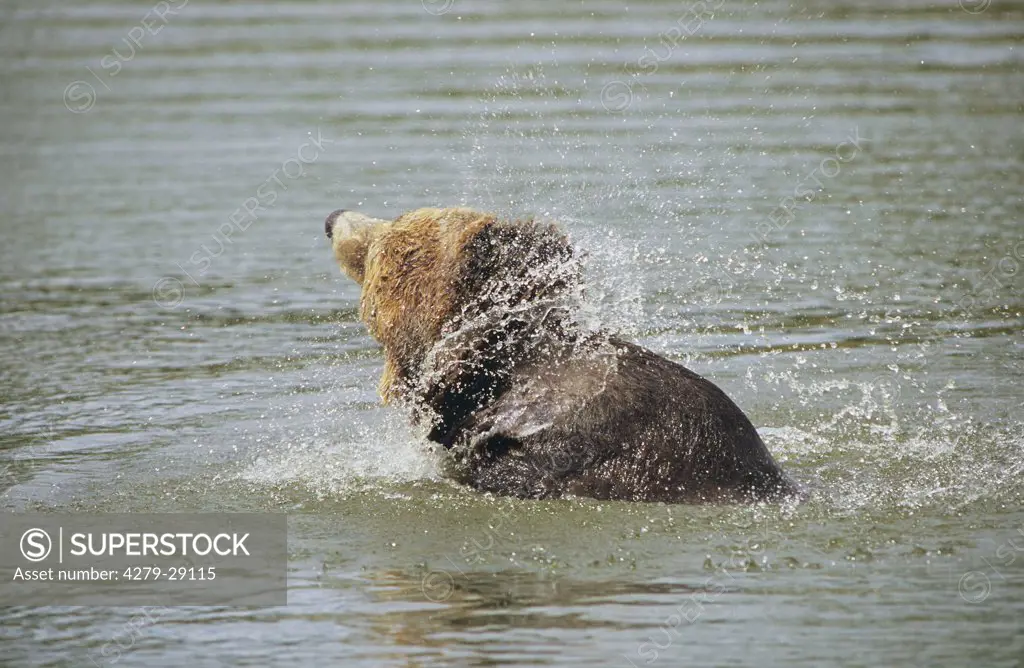 Brown bear in the water, Ursus arctos