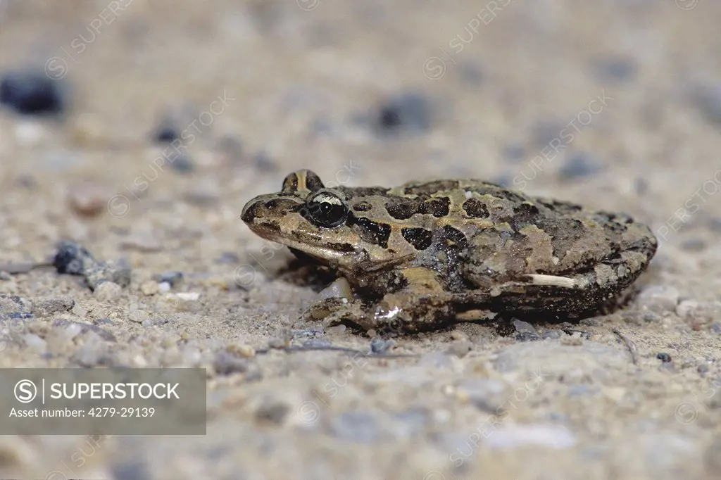 Common Parsley Frog, Pelodytes punctatus