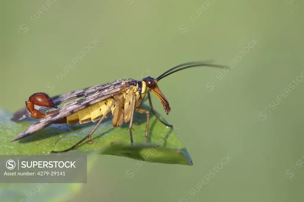 common scorpionfly, Panorpa communis