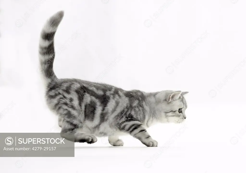 British Shorthair cat - kitten - cut out
