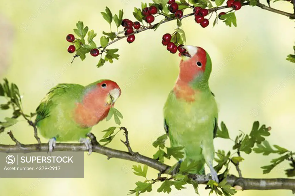 two peach-faced lovebirds on branch at fruits, Agapornis roseicollis