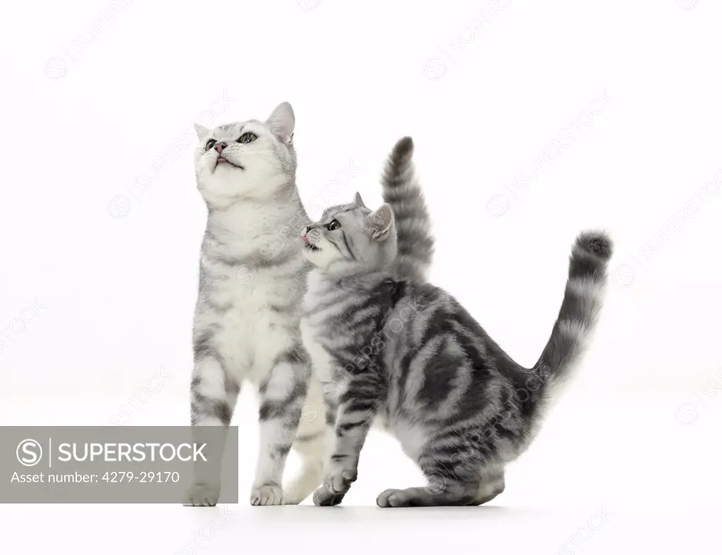 British Shorthair cat and kitten - cut out