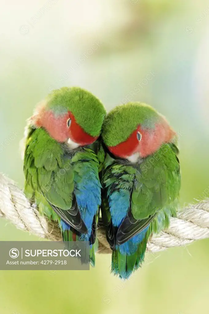 two peach-faced lovebirds sleeping on a rope, Agapornis roseicollis