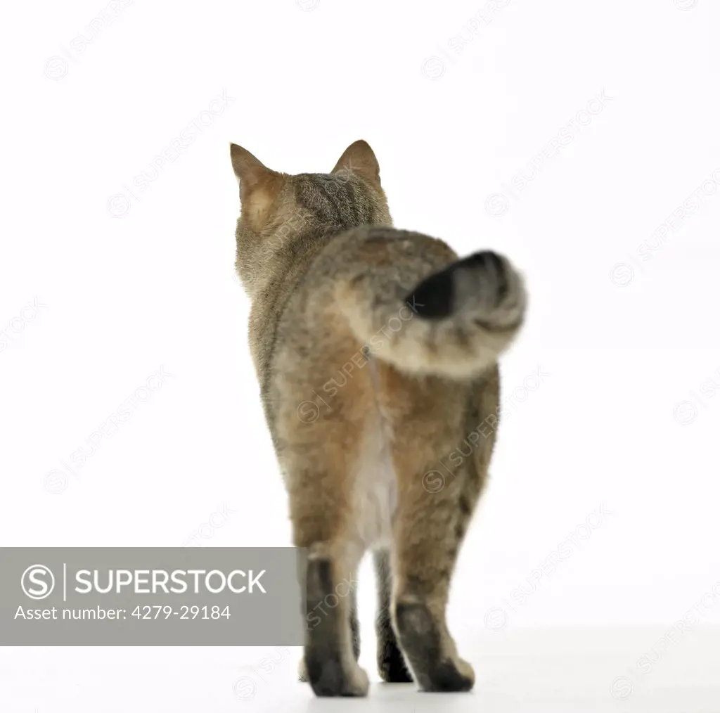 domestic cat - standing - cut out