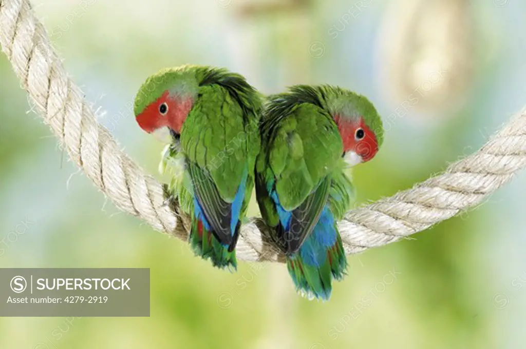 two peach-faced lovebirds on a rope, Agapornis roseicollis