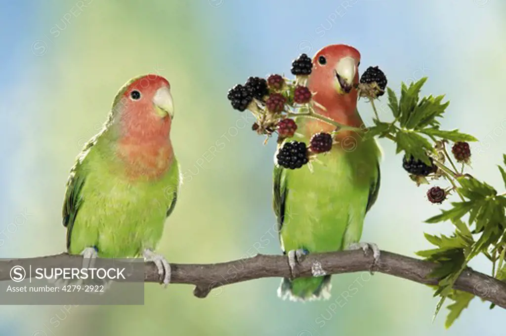 two peach-faced lovebirds on branch with blackberries, Agapornis roseicollis