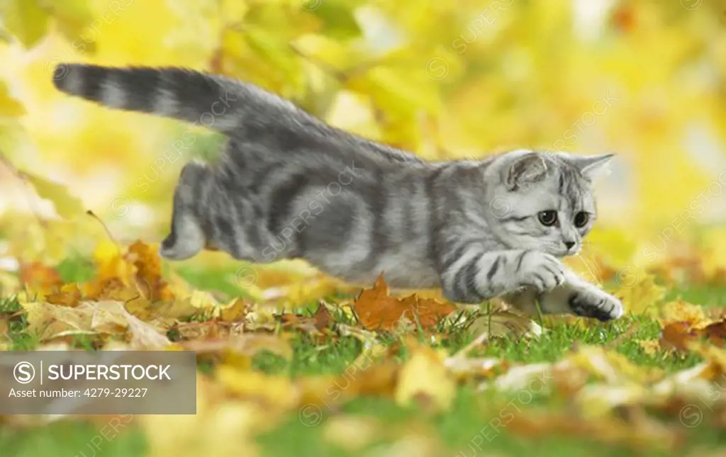 young British Shorthair cat - jumping