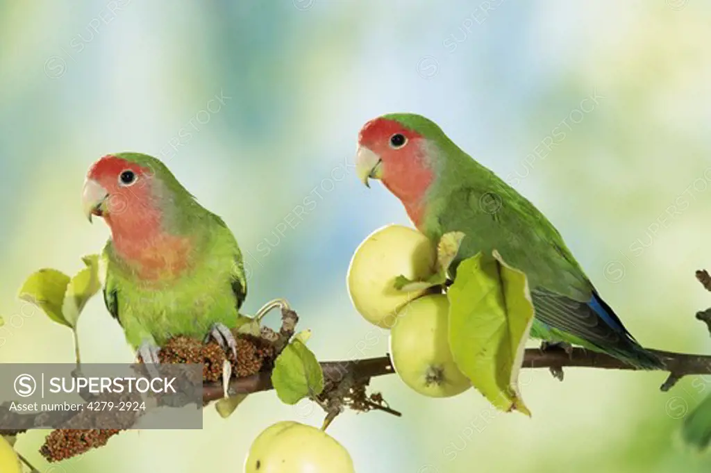two peach-faced lovebirds at branch with apples,  Agapornis roseicollis