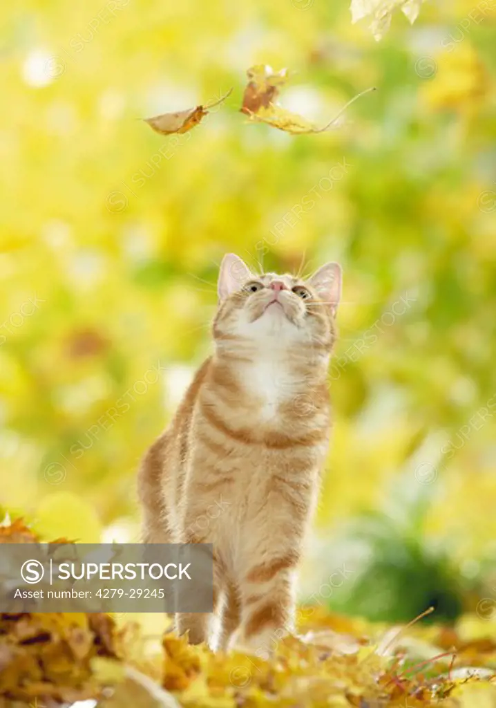 domestic cat watching leaf