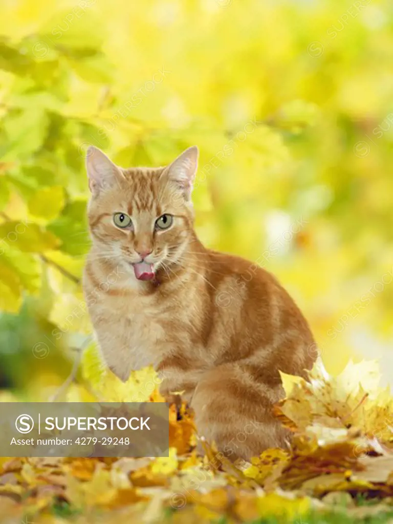domestic cat sticking out its tongue