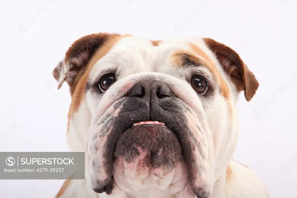 English Bulldog - portrait - cut out