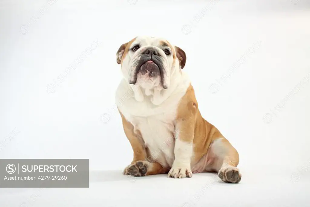 English Bulldog - sitting - cut out