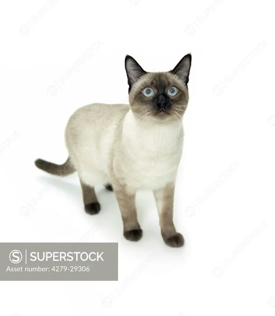 Siamese cat - standing - cut out
