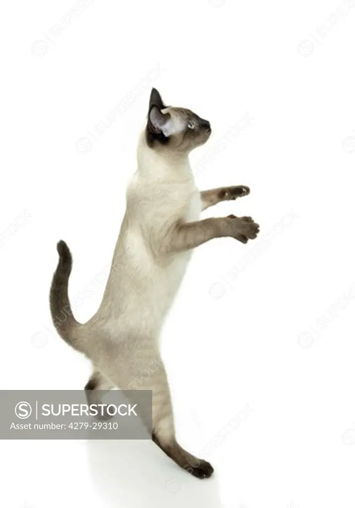 Siamese cat - standing on hindpaws - cut out