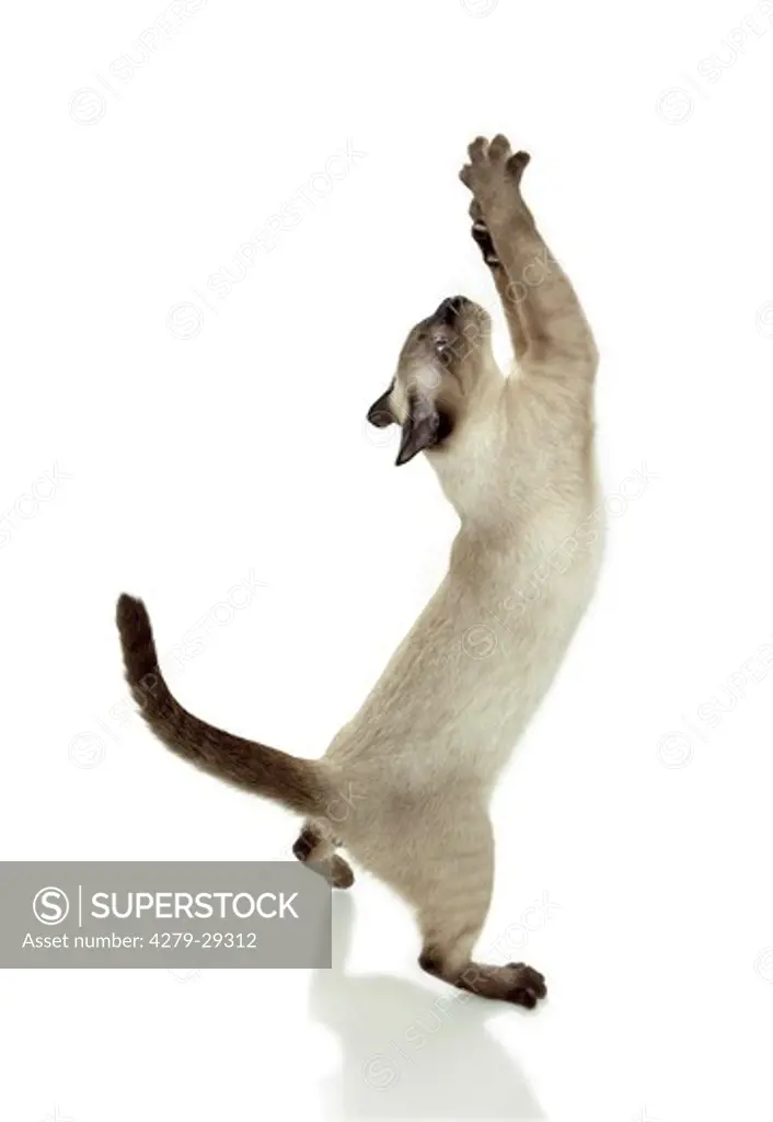 Siamese cat - standing on hindpaws - cut out