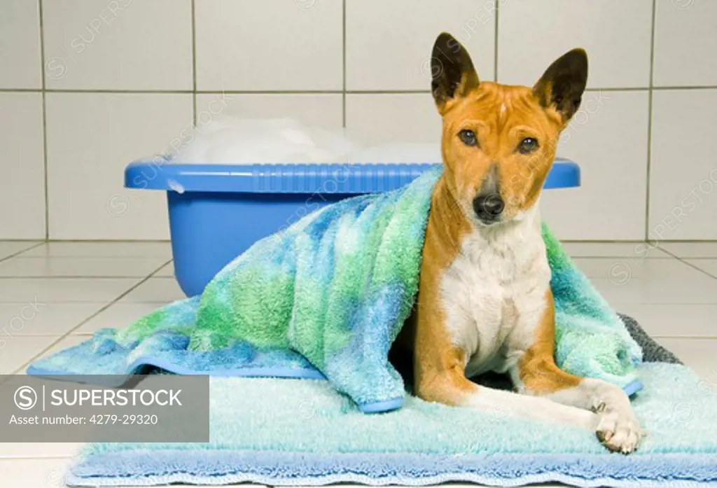 Basenji dog - lying under towel