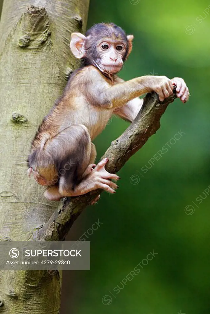 Barbary Macaque - cub on tree, Macaca sylvanus
