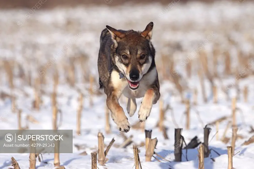 half breed dog (Ceskoslovensky Vlcak) - running in the snow
