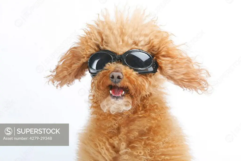 Toy poodle with sunglasses - cut out