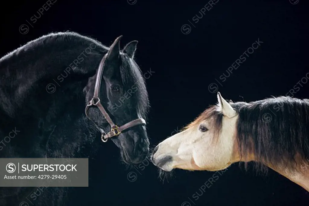 Friesian horse and Connemara horse - portrait in front of black background