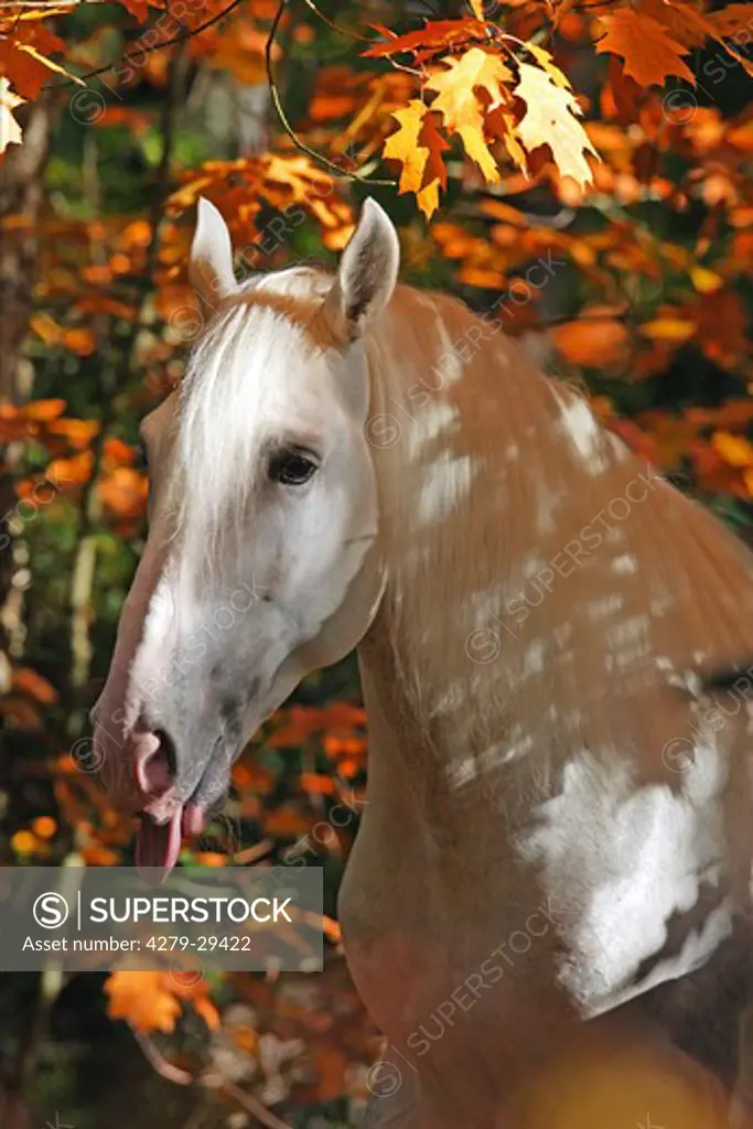 Kladruber horse - portrait