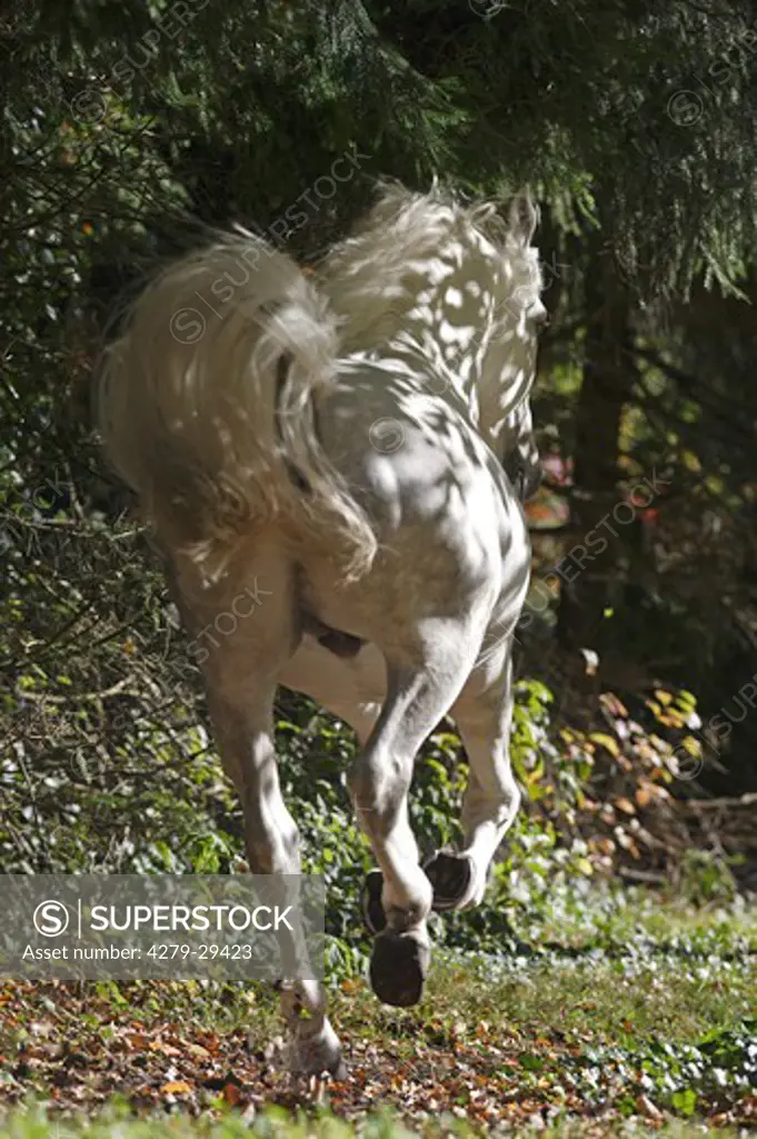 Kladruber horse - galloping in forest